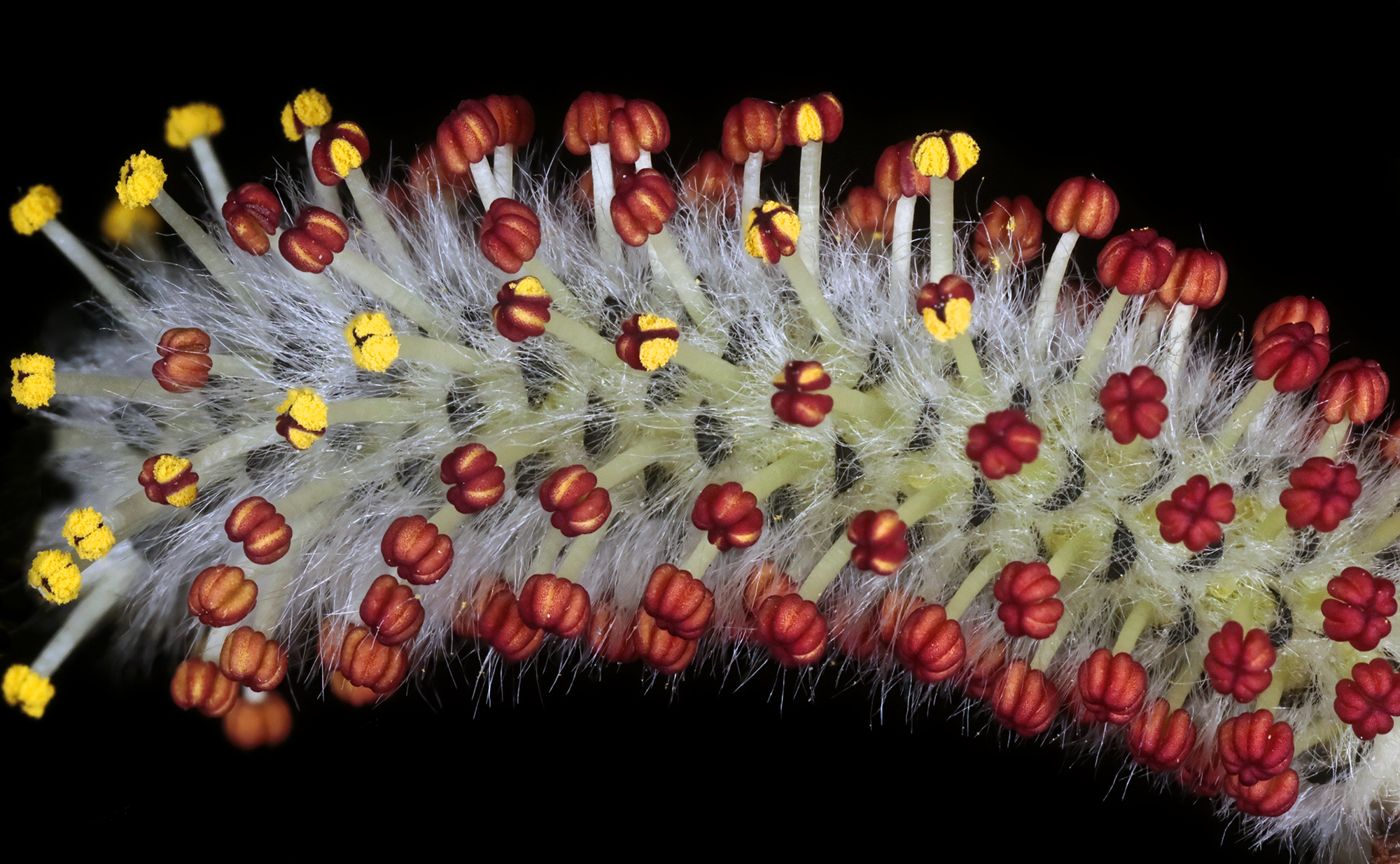 Salix purpurea