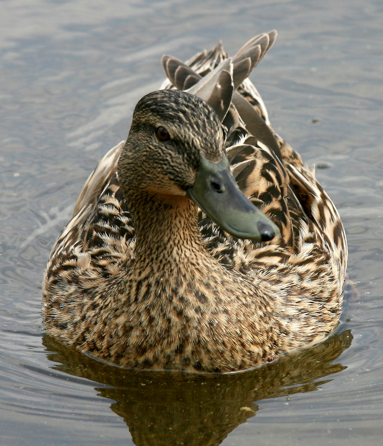 duck