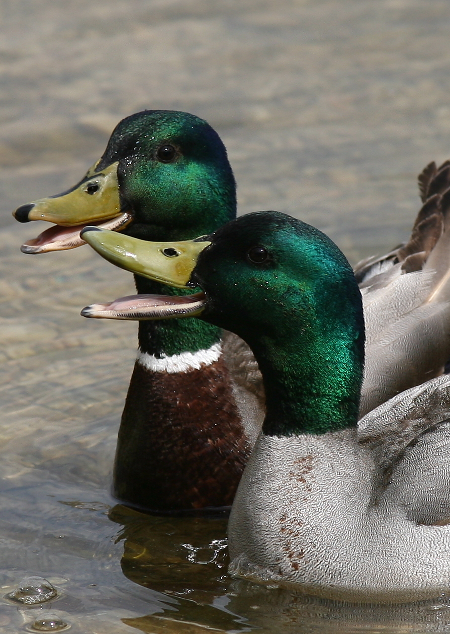 duck