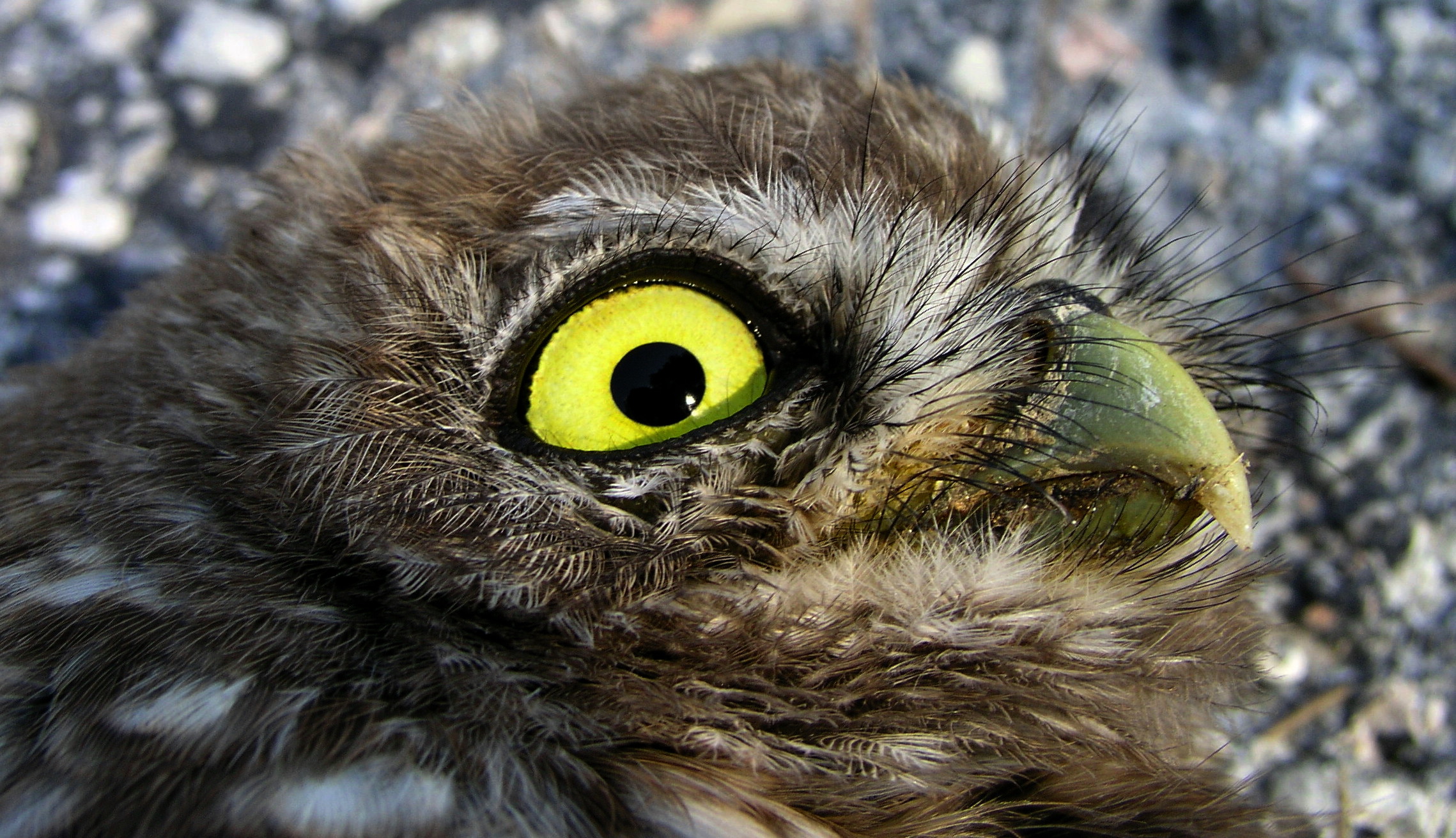 owl