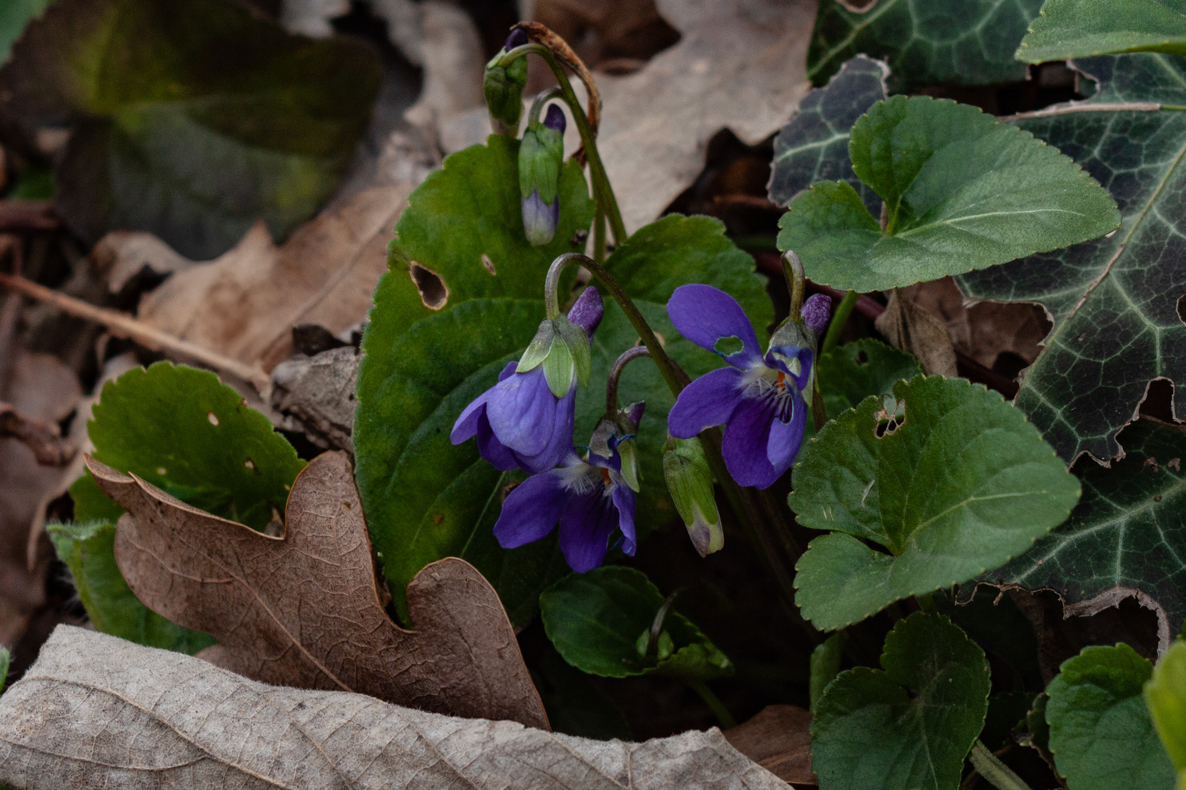small violets...