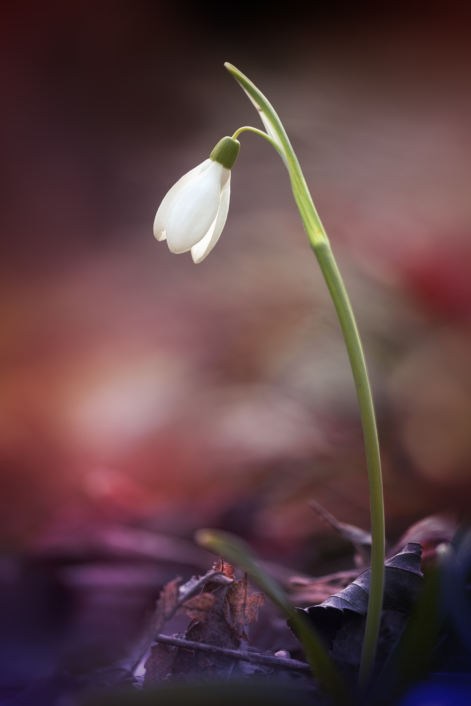 The snowdrop - Galanthus nivalis