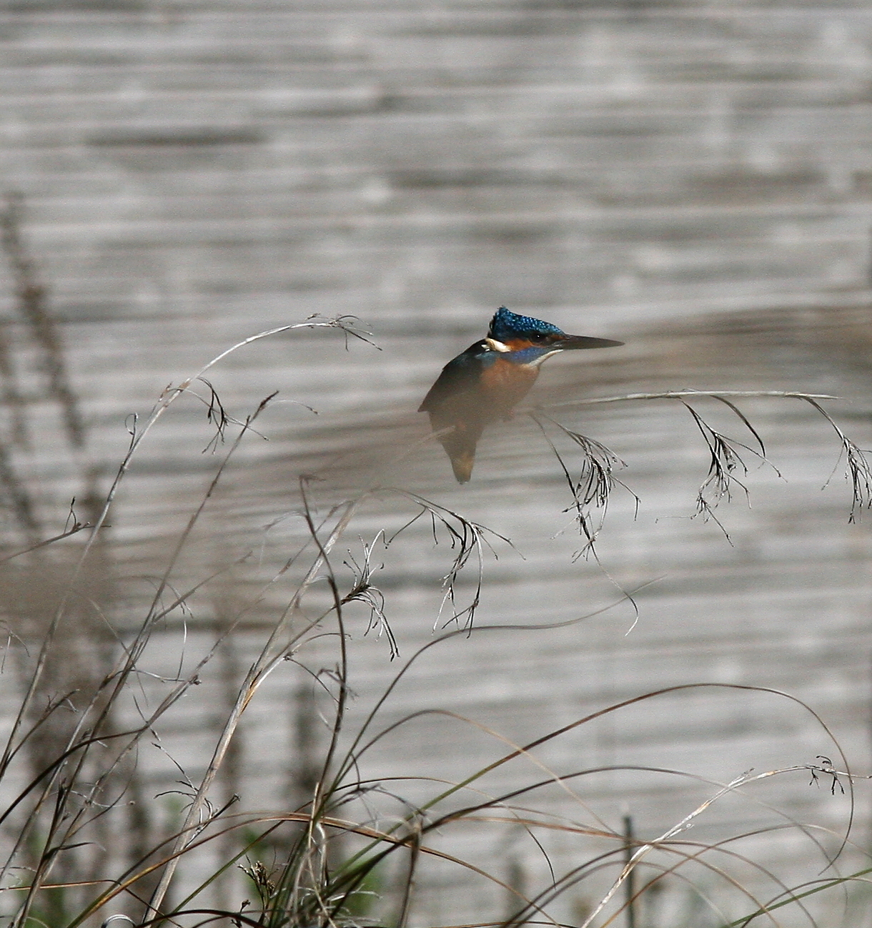 kingfisher