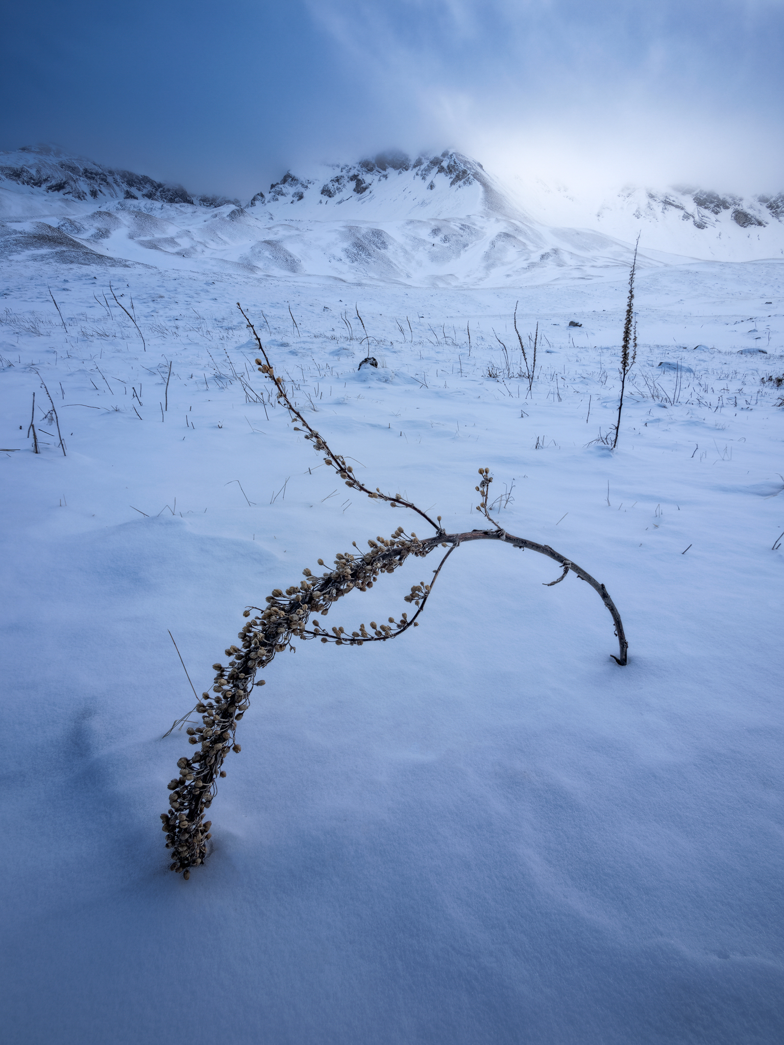 Through the white desert