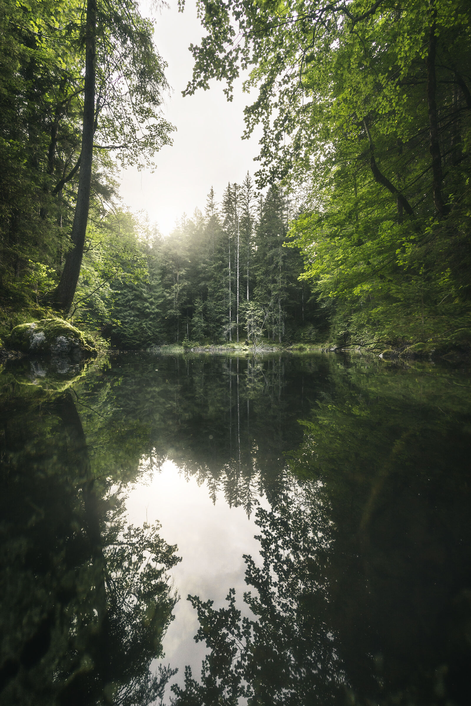 The heart of the forest