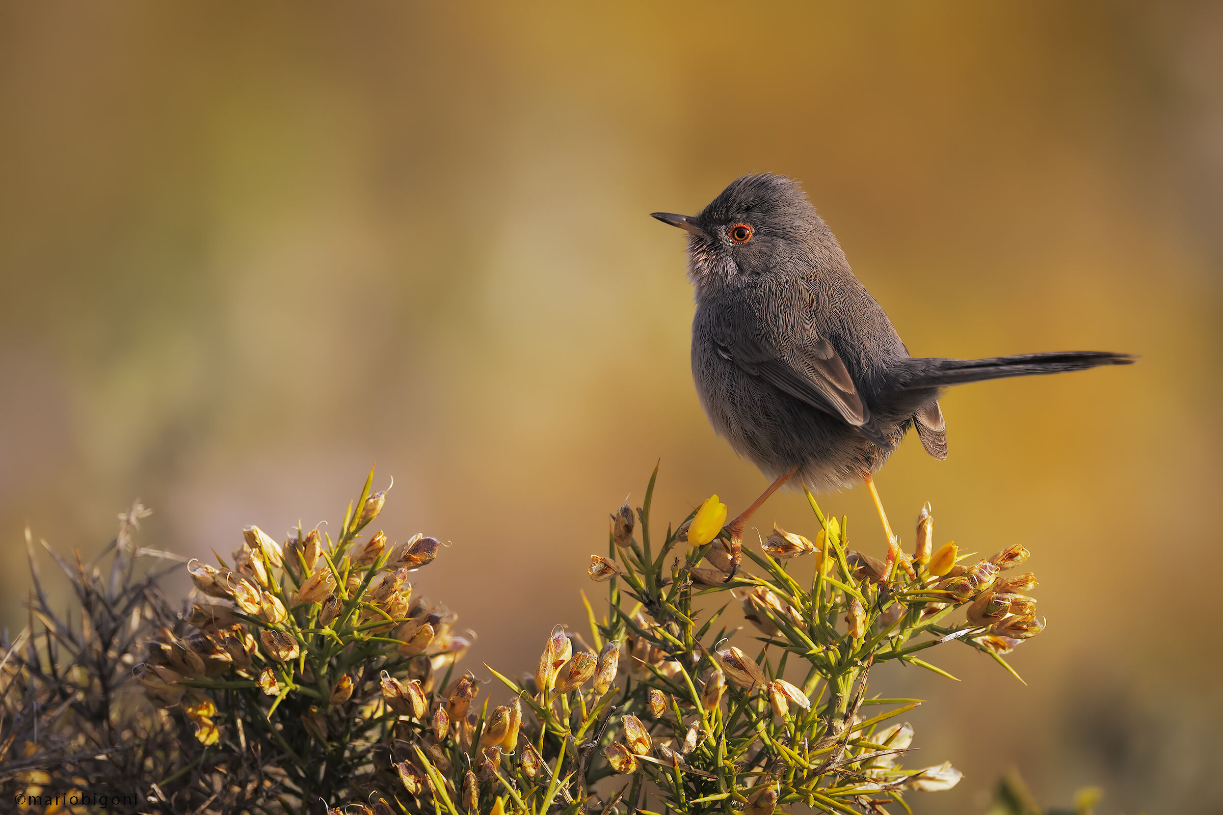 Dartford warbler