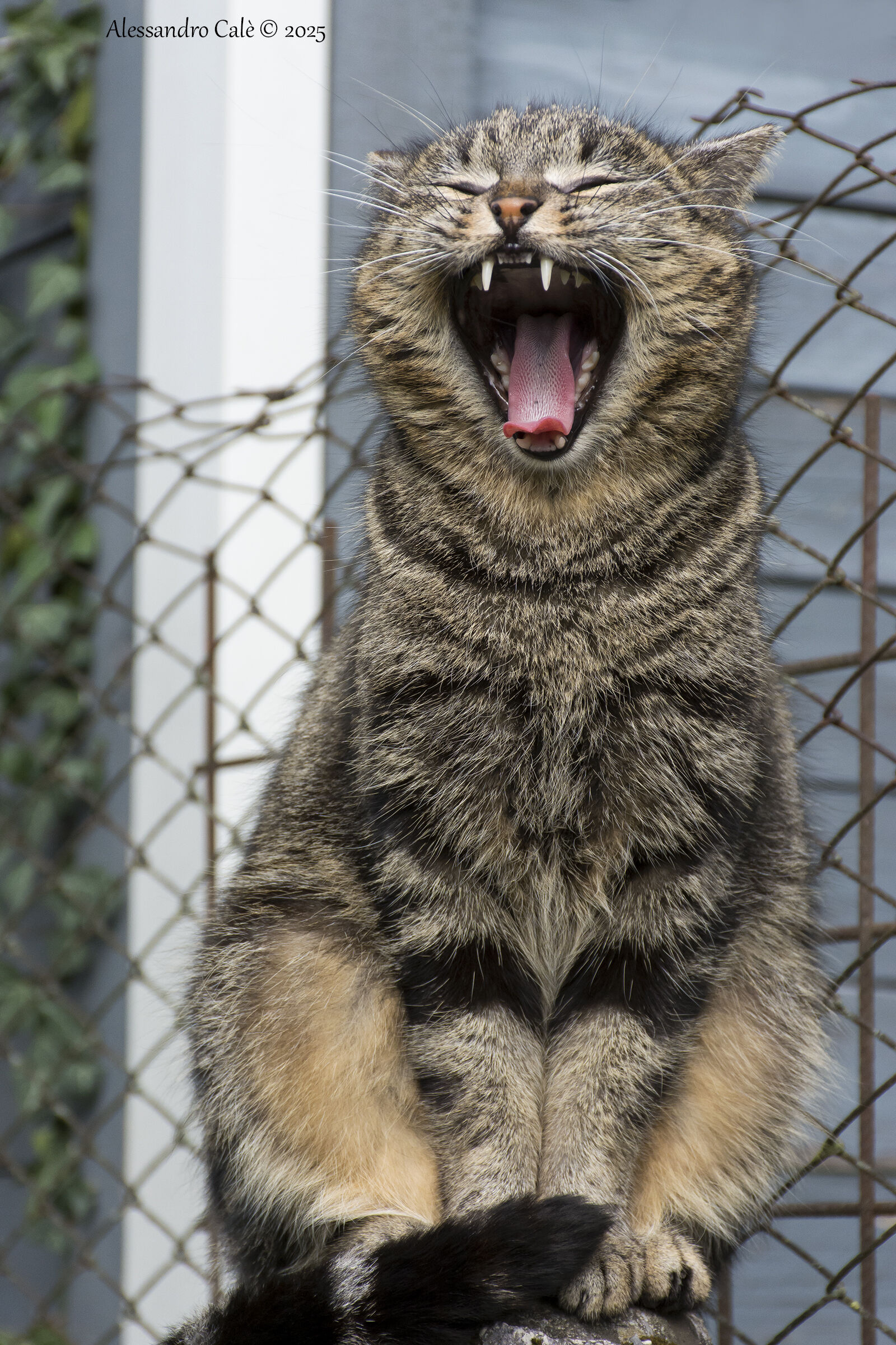 Shearwater... so much sleep! 2832