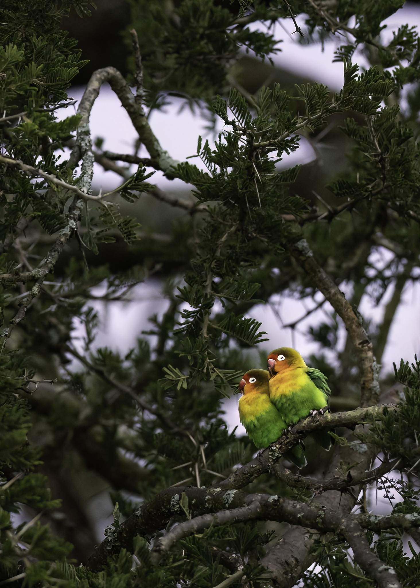 Inseparabili (Agapornis fischeri)