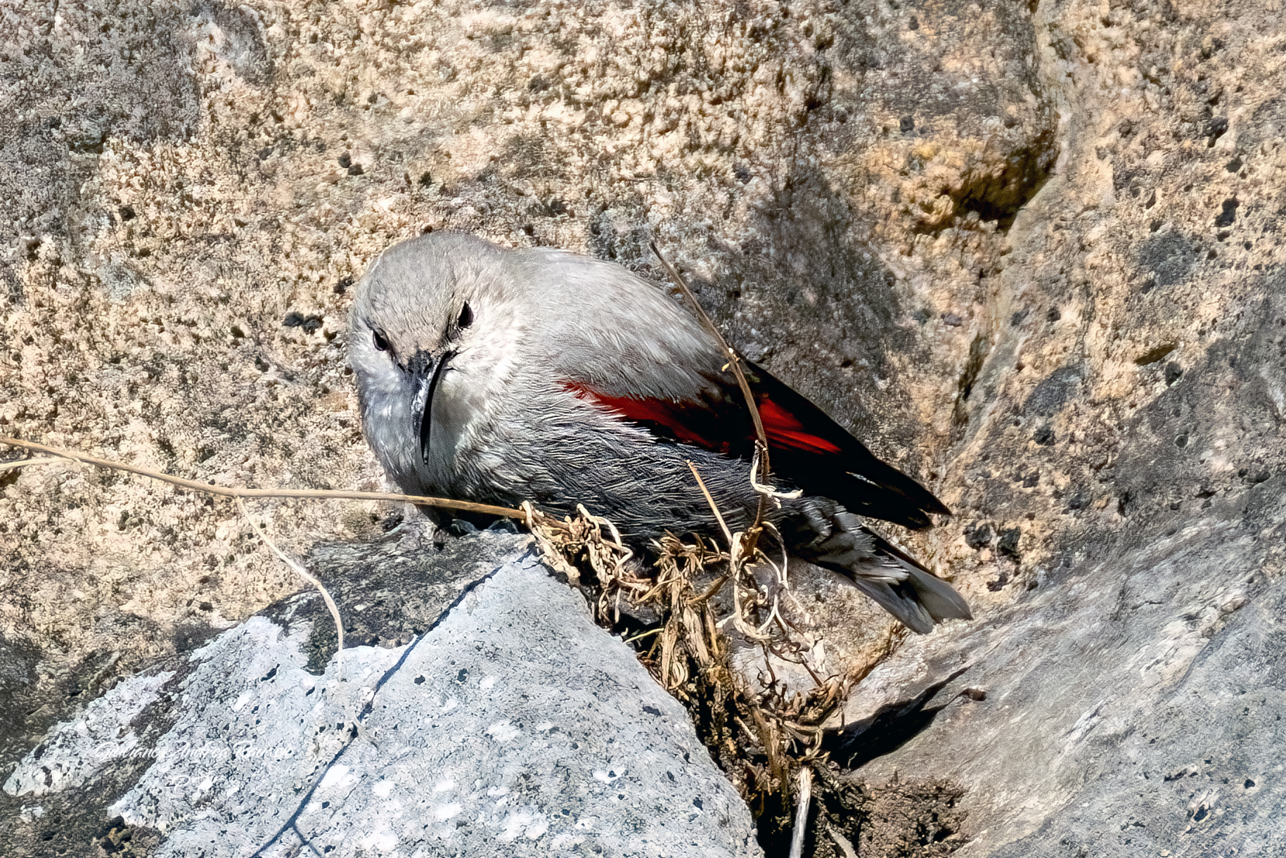 La farfalla delle roccie.