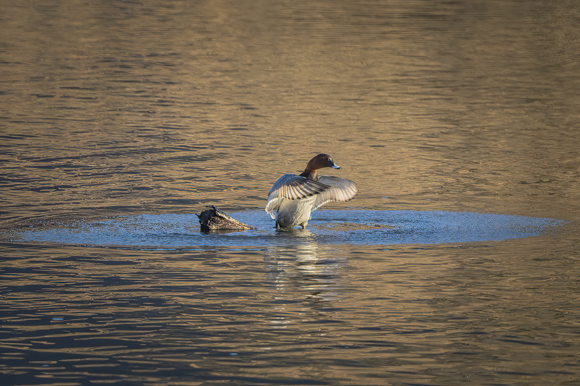 Common pochard