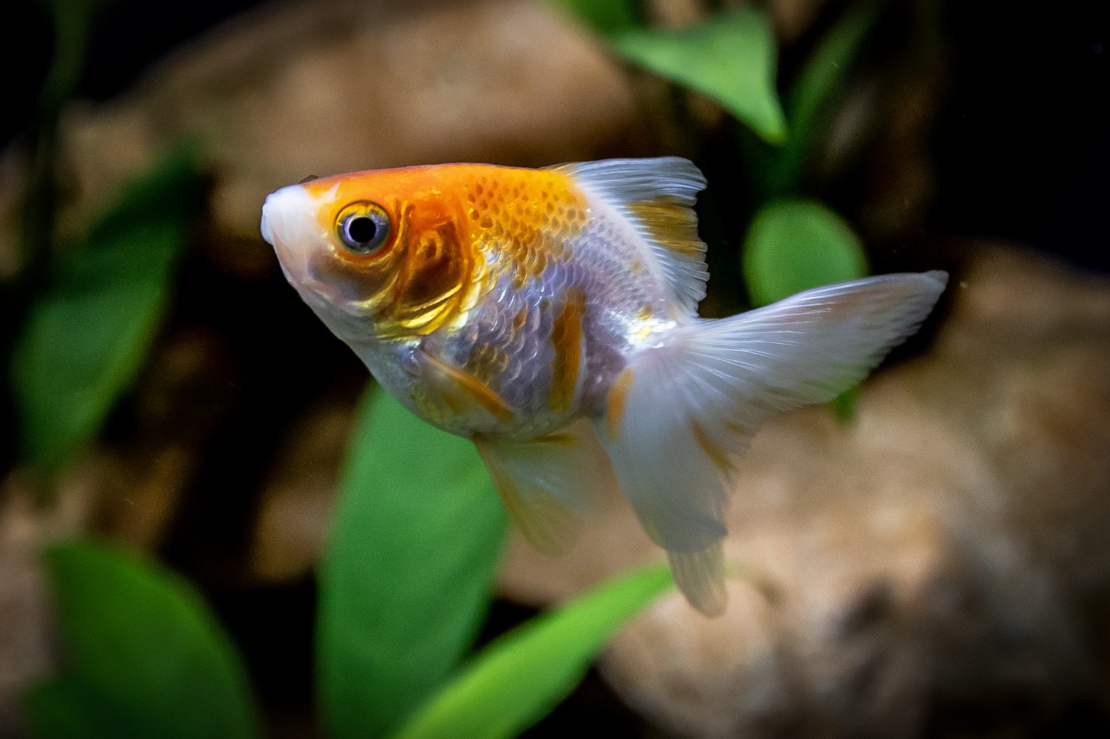 Oranda