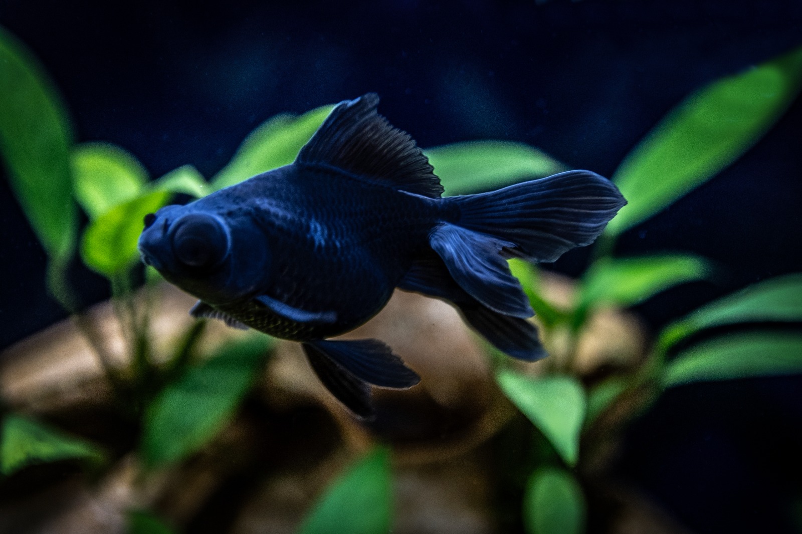 oranda 2