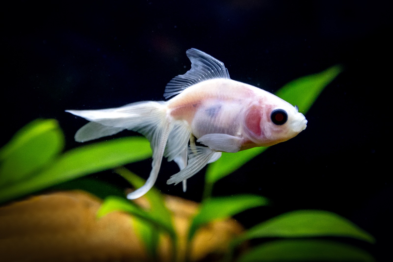 Oranda 3