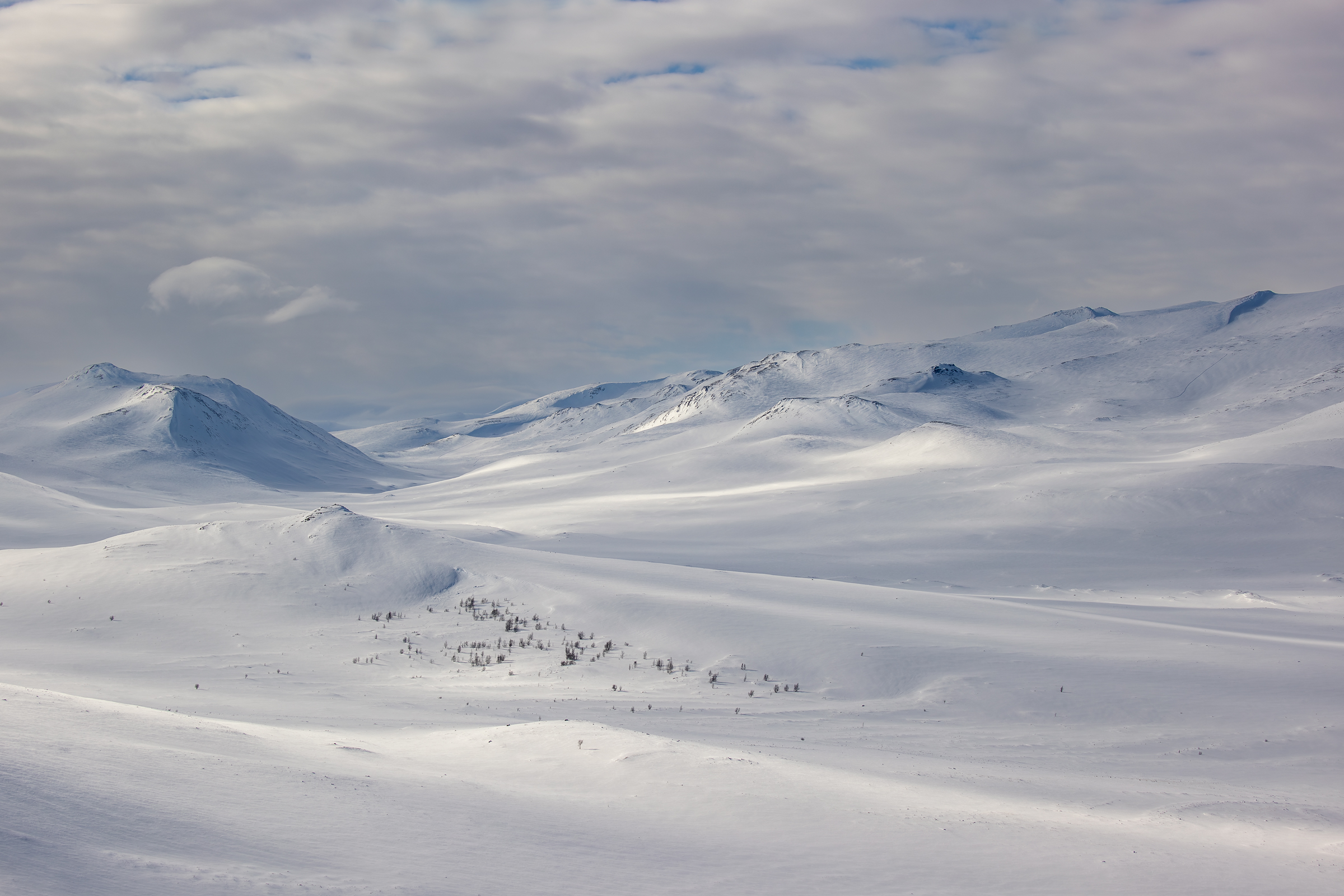 Musk ox land...