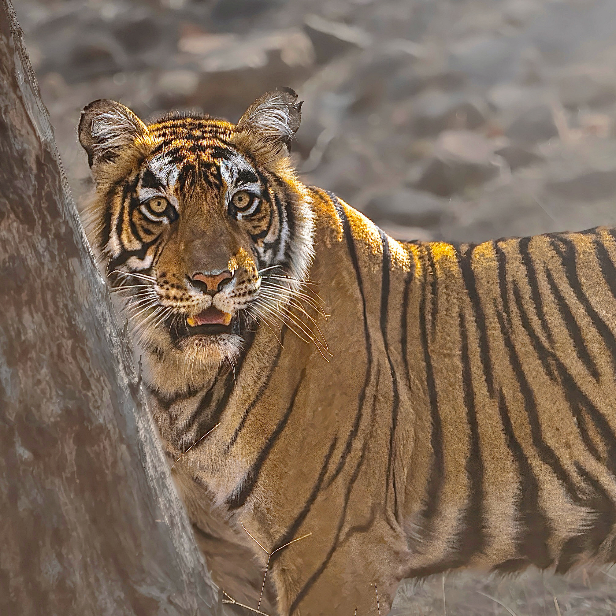 Tiger flare