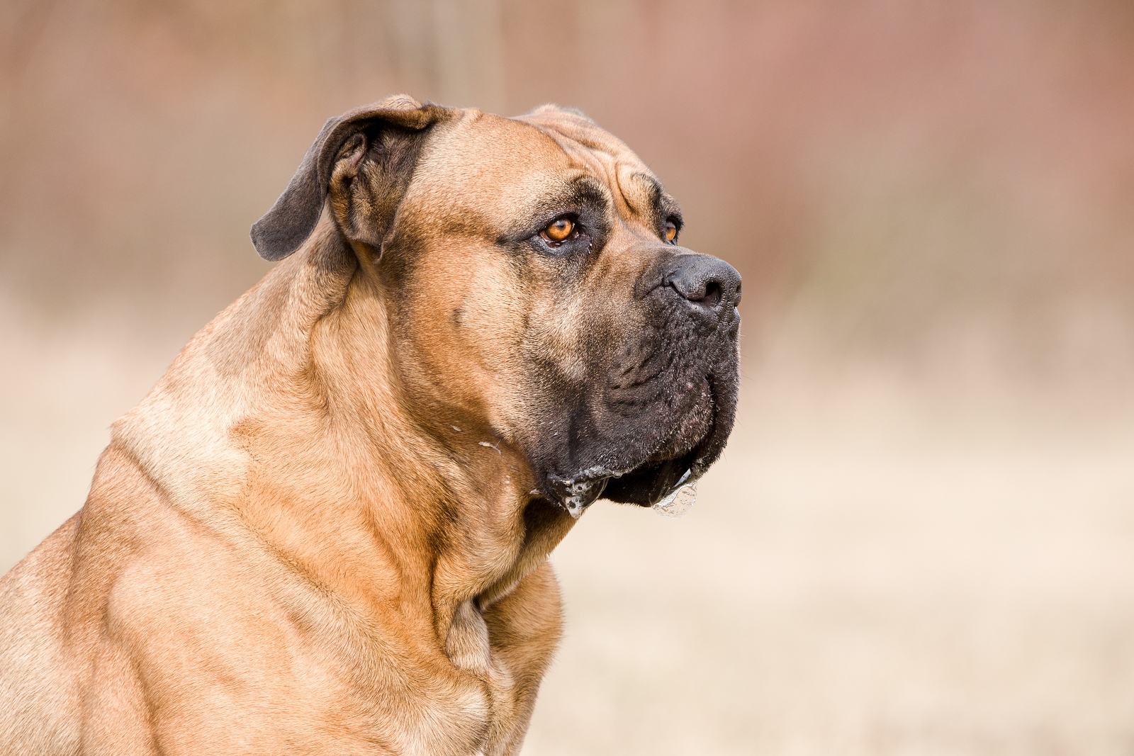 Cane corso