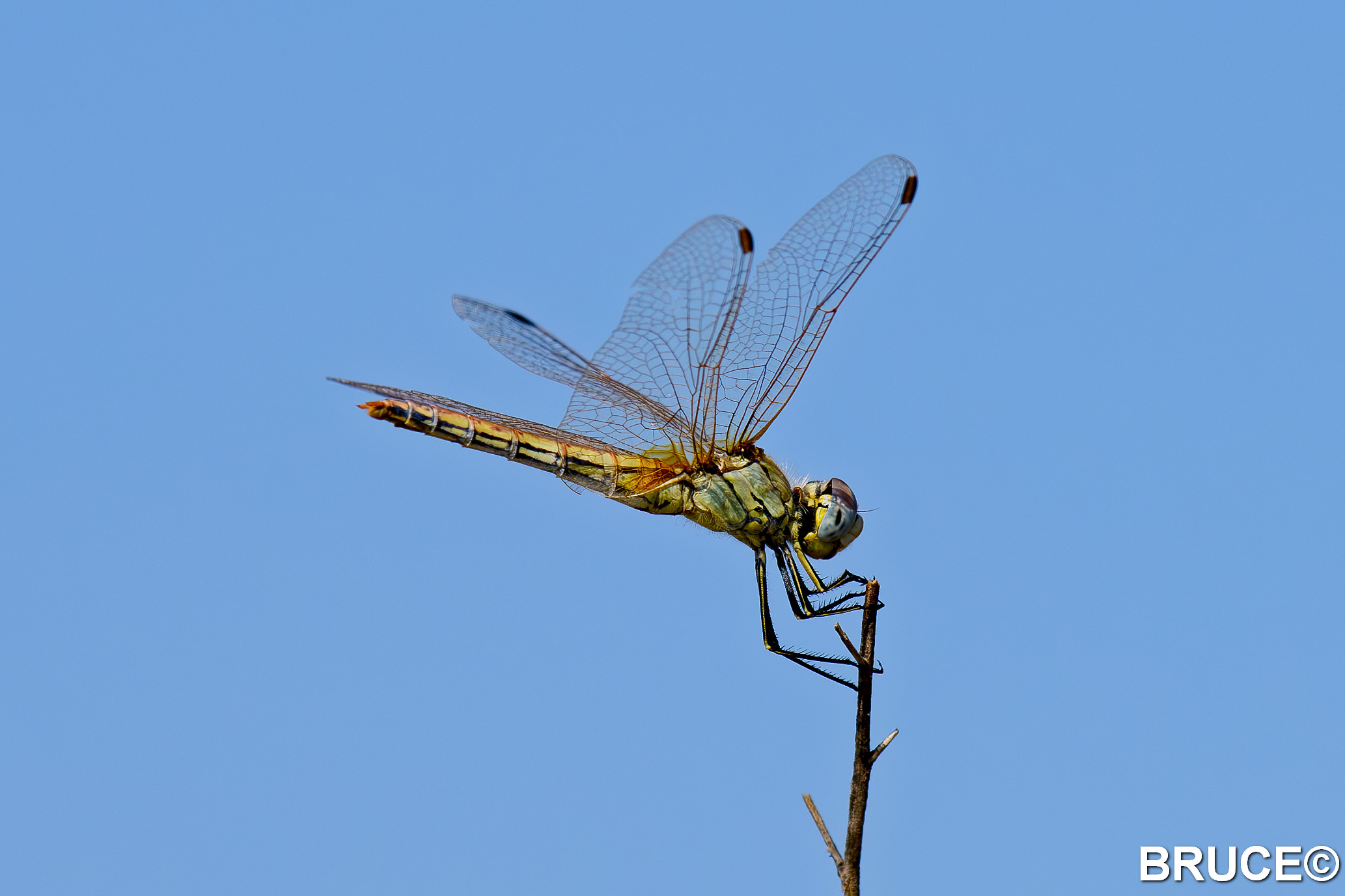 Dragonflies