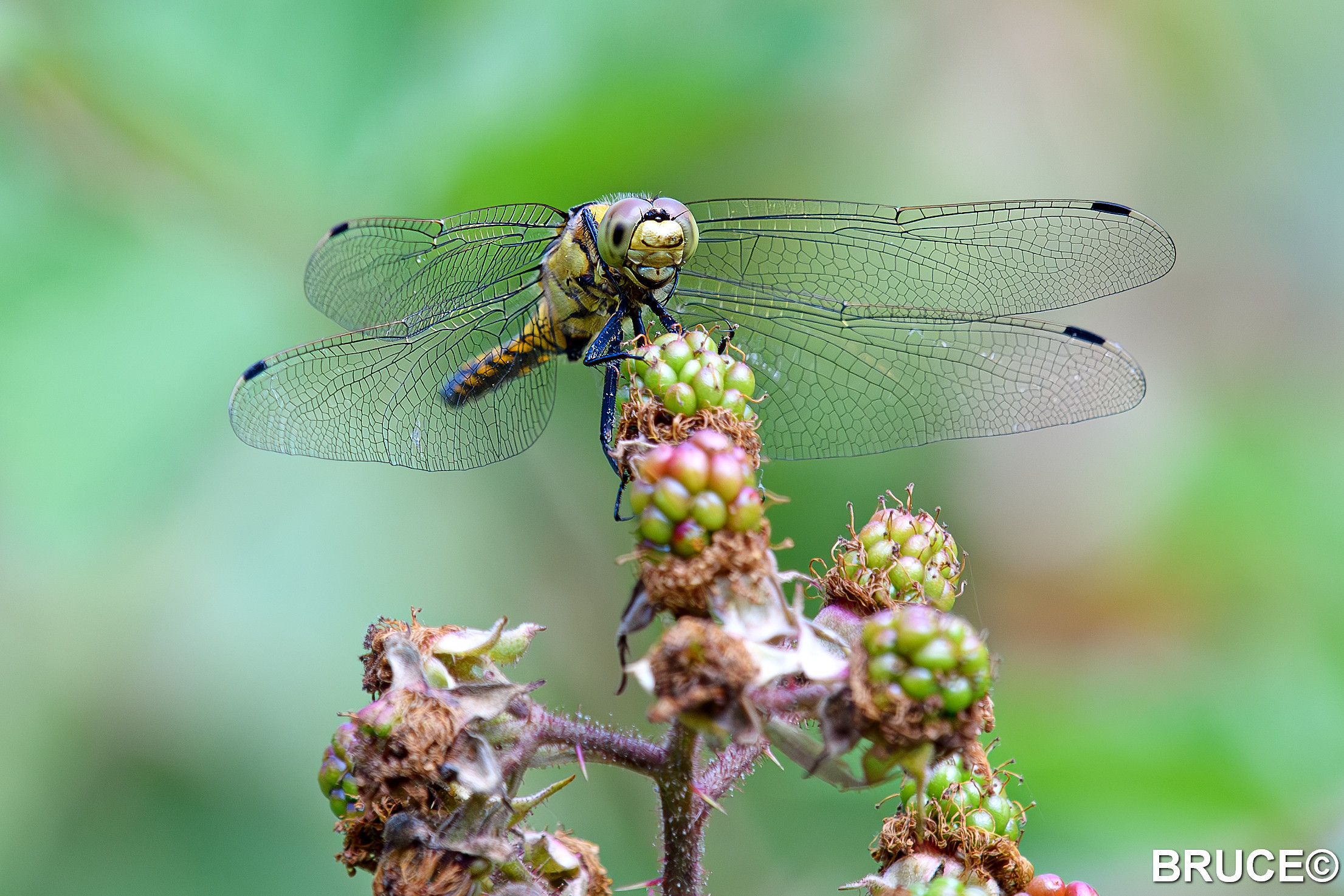 Dragonflies