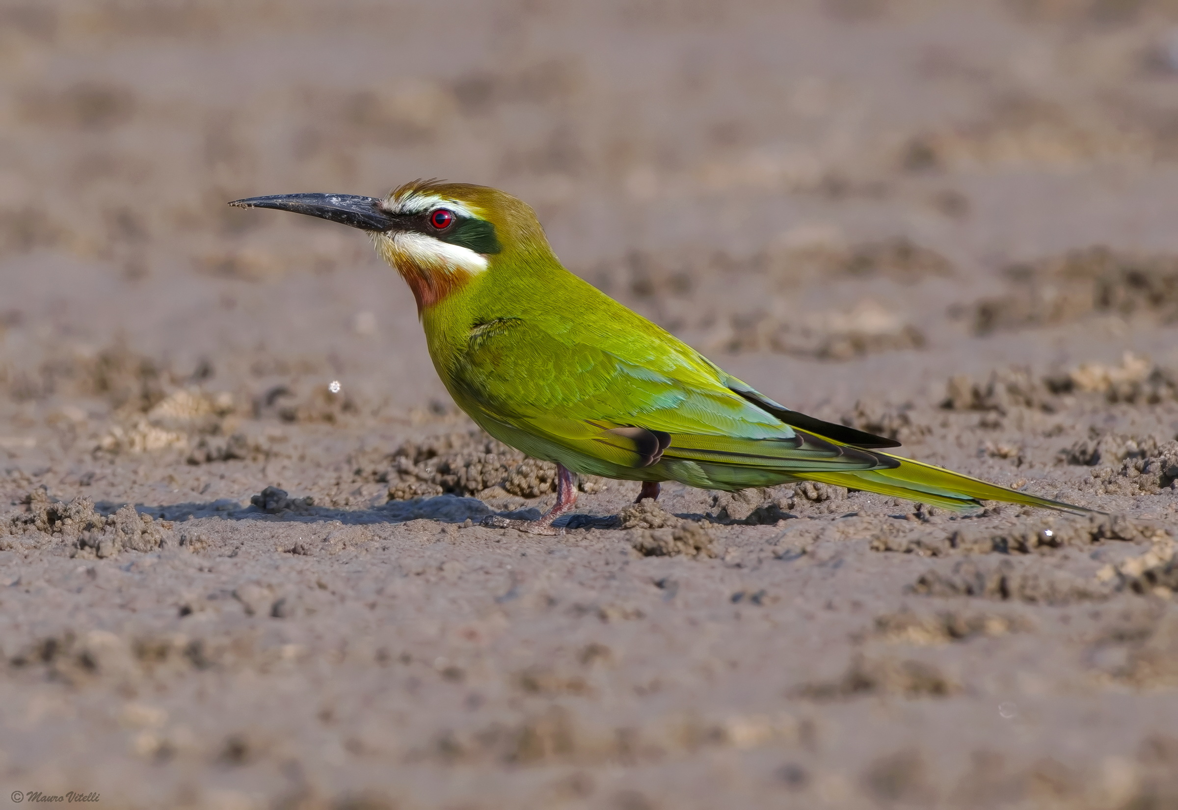 Gruccione Madagascar (Merops Superciliosus)