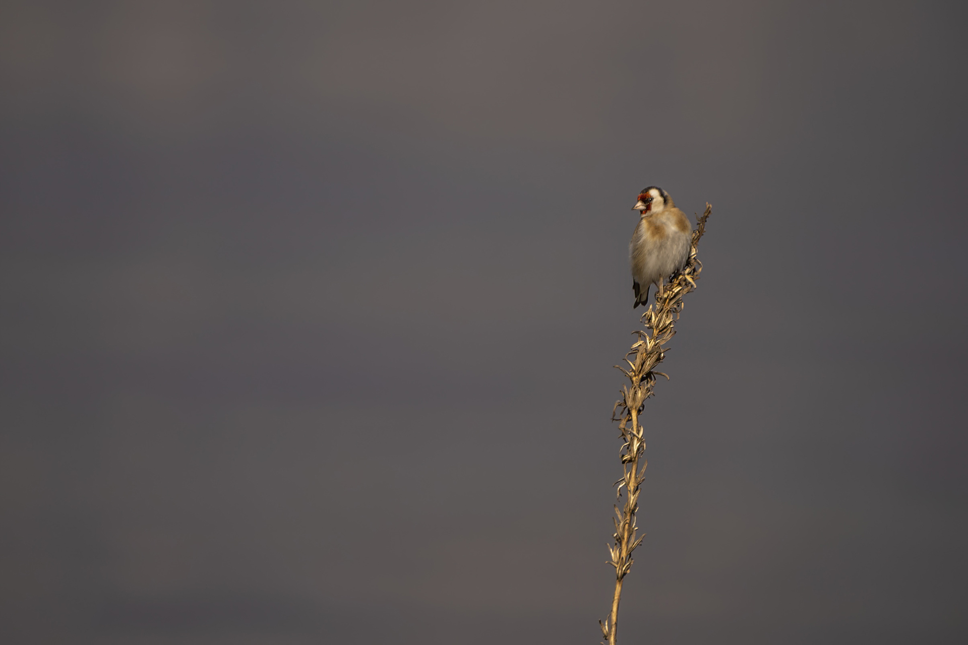 Goldfinch Carduelis carduelis