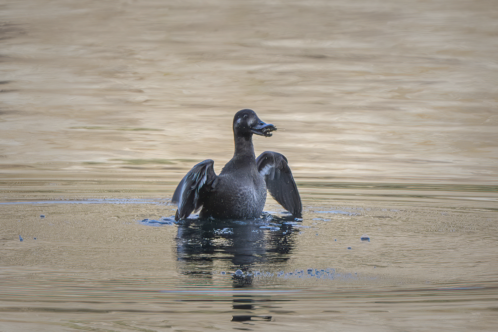 Sea ogre Melanitta fusca