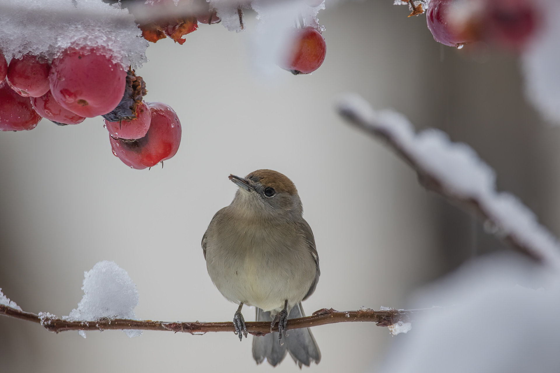 Blackcap f. on Malus Sylvia atricapilla