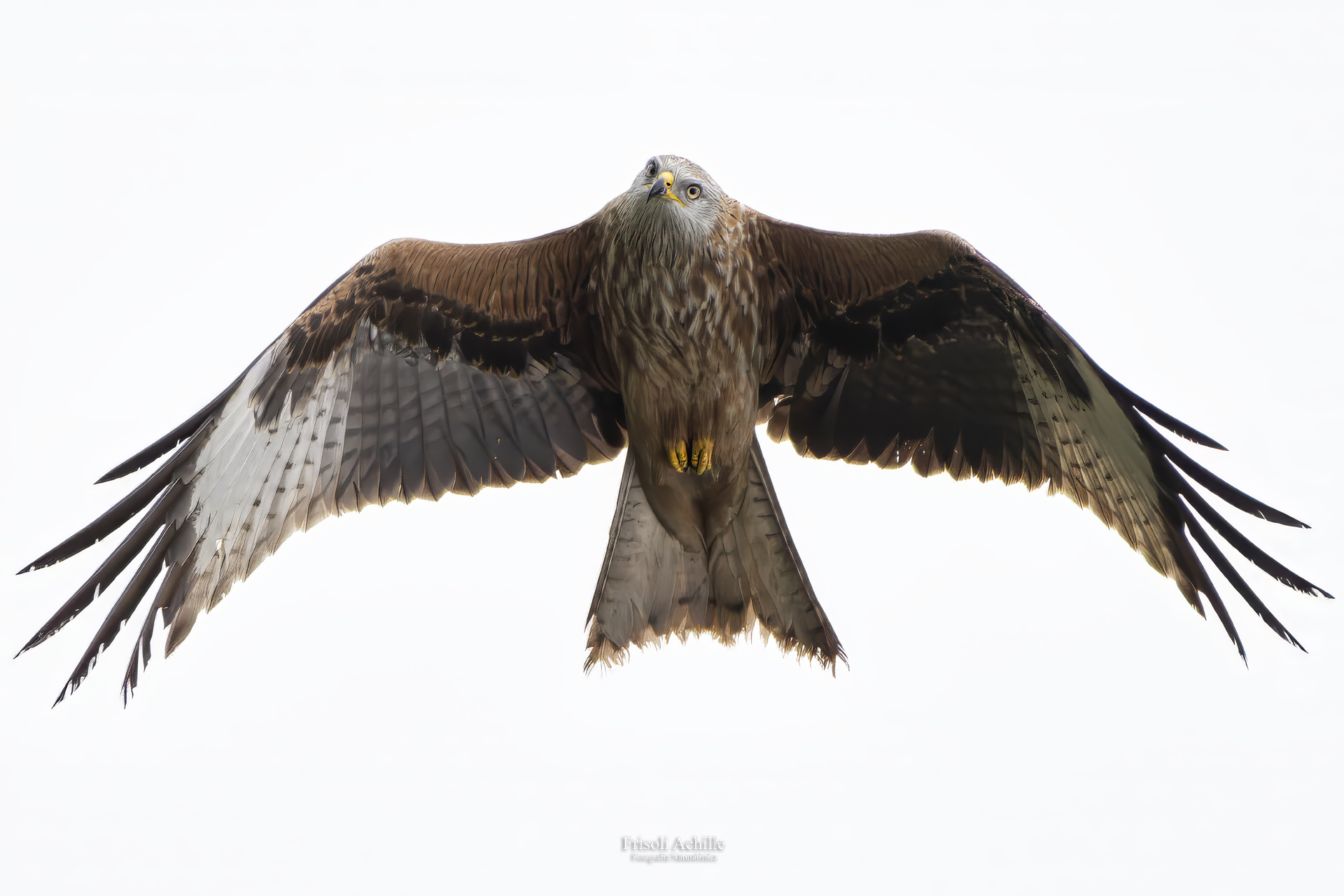 Red kite