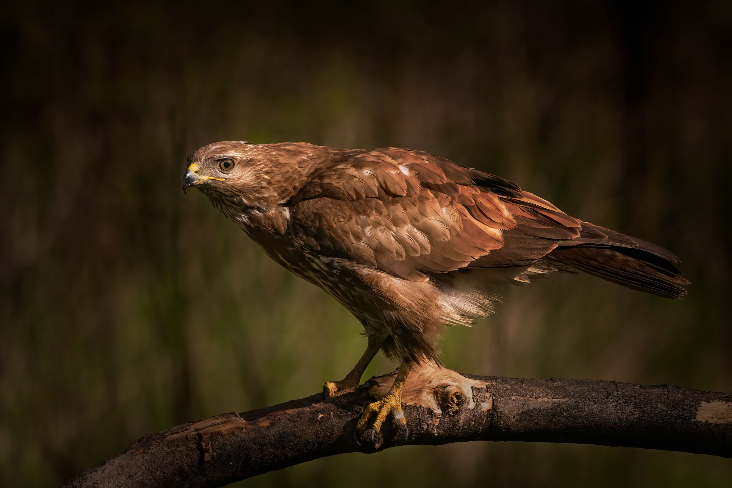Poiana (Buteo buteo)