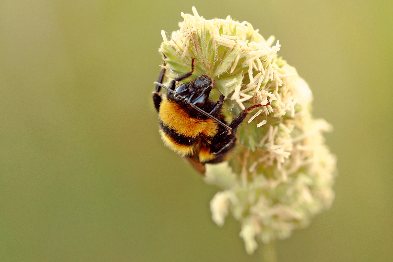Bombus