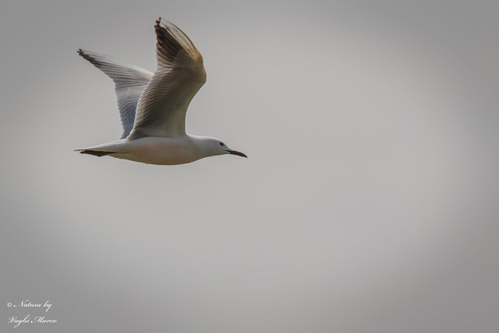 Rosy gull Chroicocephalus genei