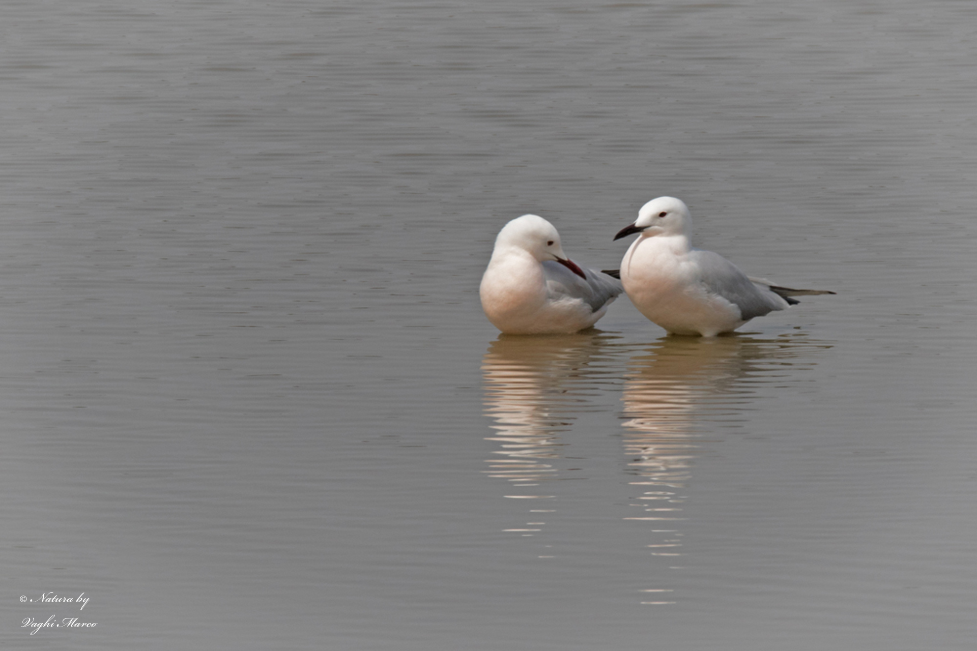 Rosy gulls Chroicocephalus genei