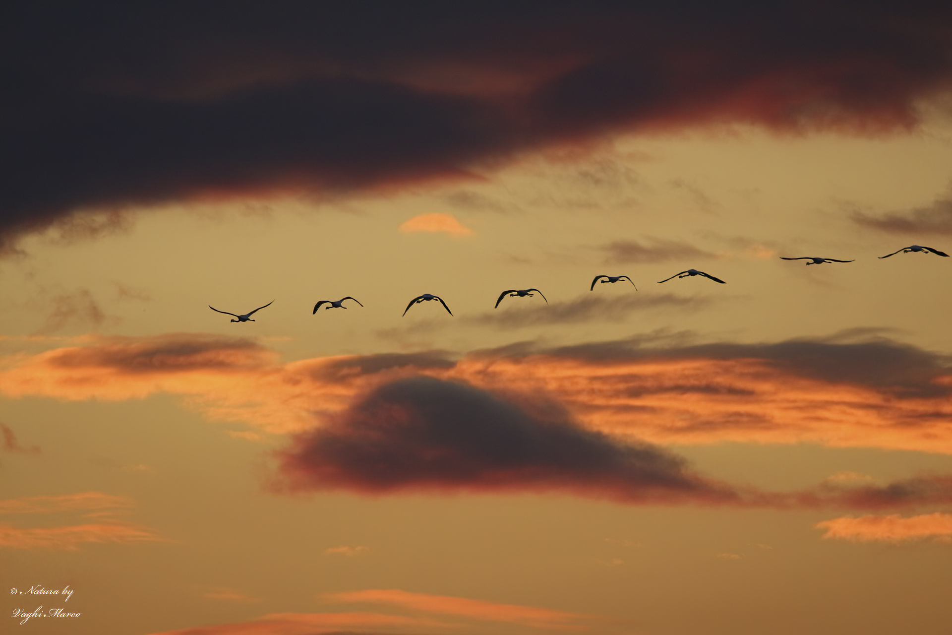 Phoenicopterus roseus