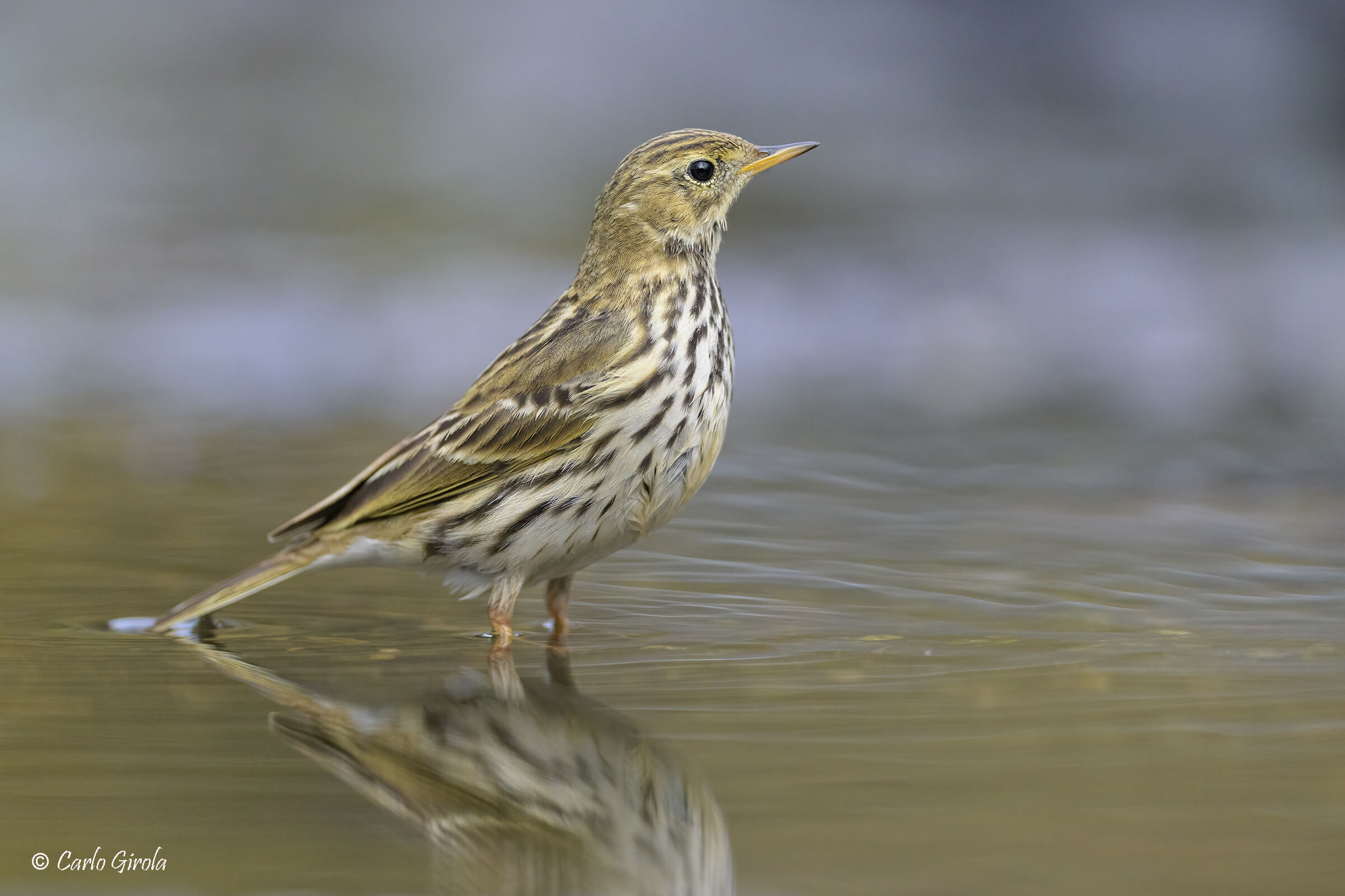 Pipit (Anthus pratensis)