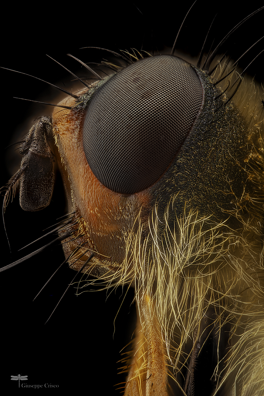 Scatophaga dung