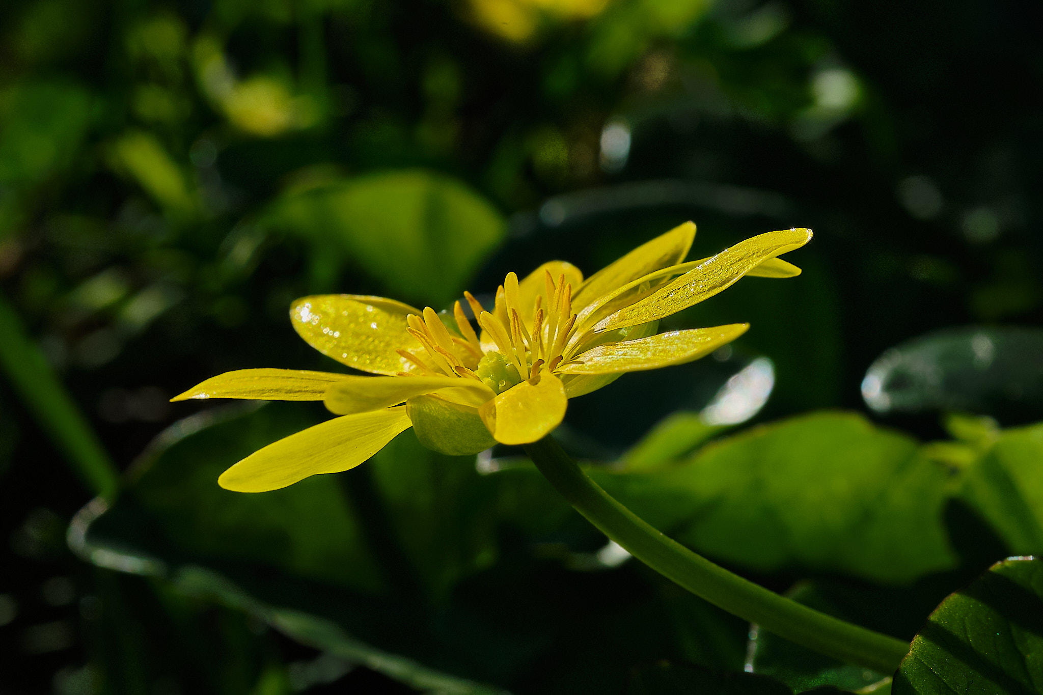 Common Buttercup #4
