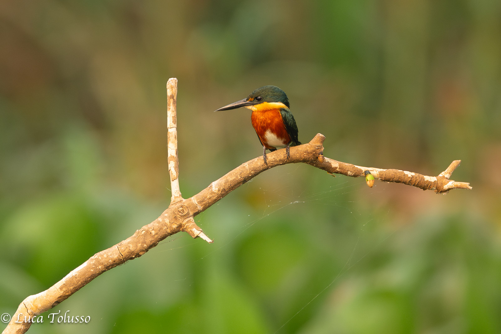 martin pescatore verde (Chloroceryle aenea)