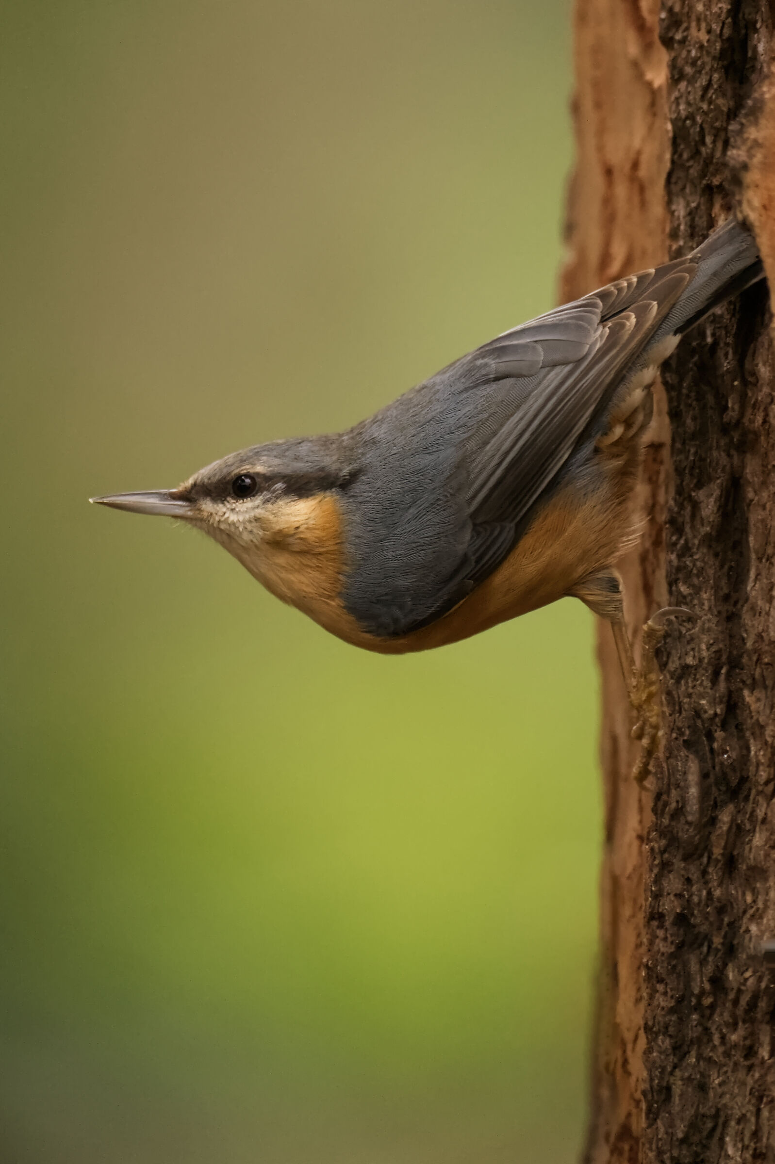 Wood nuthatch