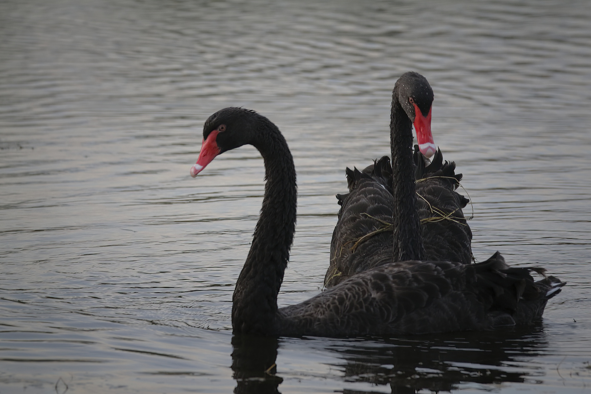 Black Swan Cygnus atratus