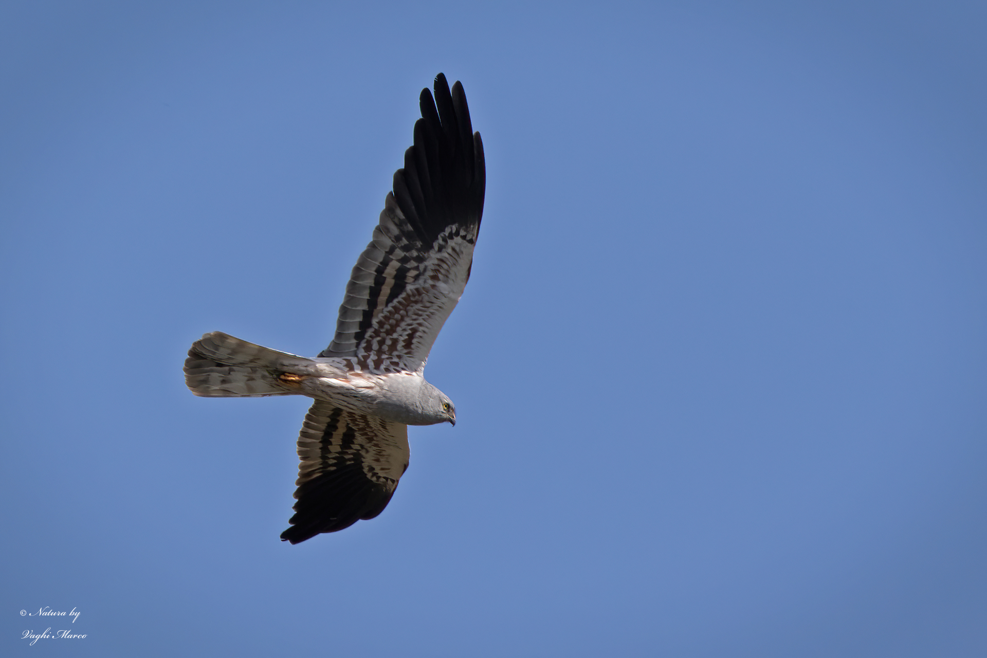 Montagu's Harrier - Circus pygargus