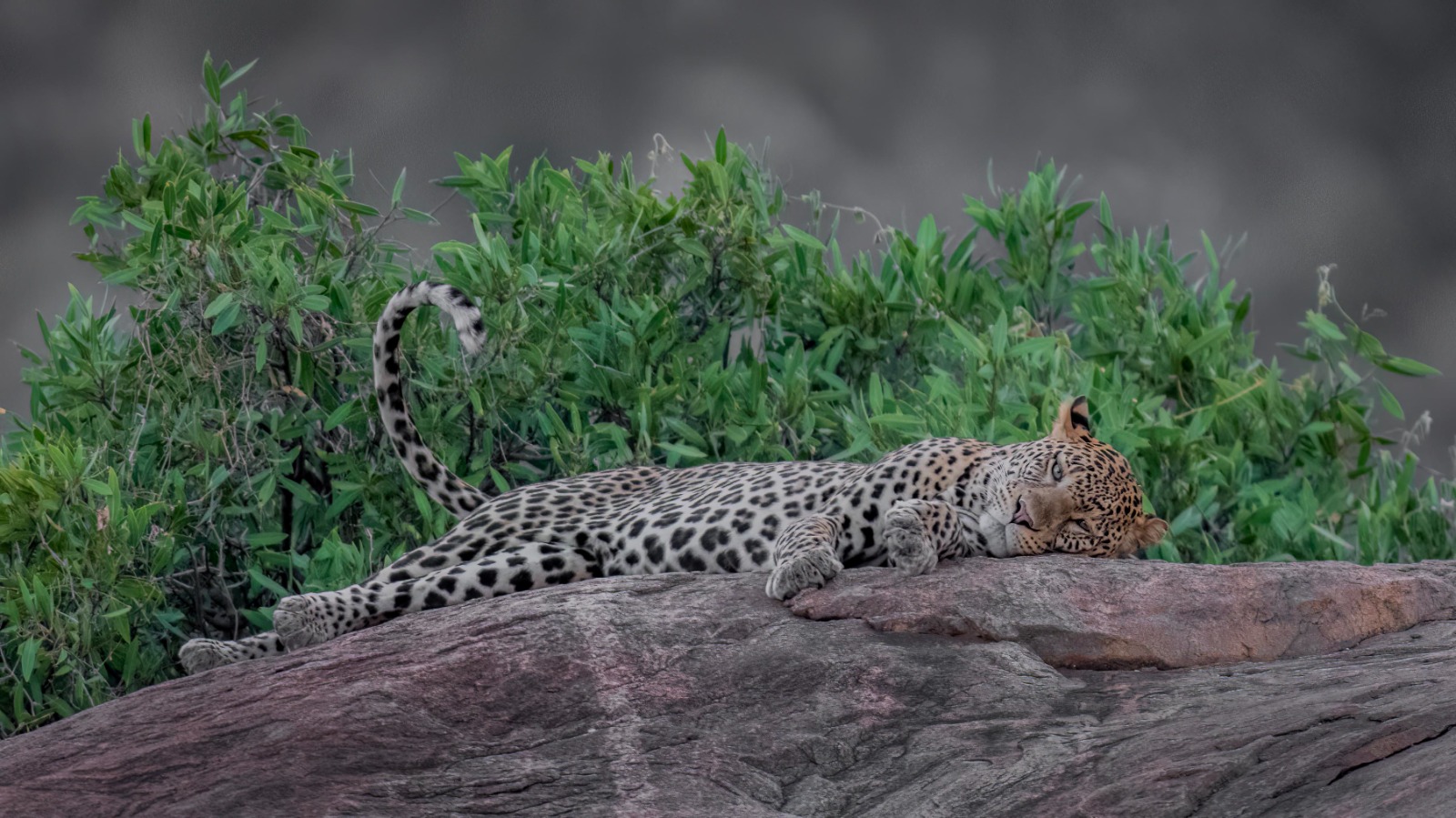 Leopard in siesta