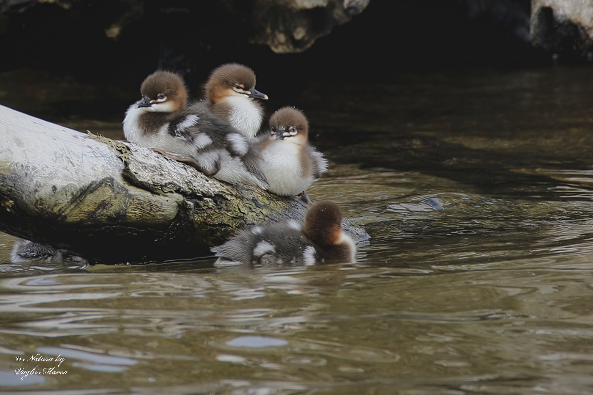 Eurasian Merganser - Mergus merganser