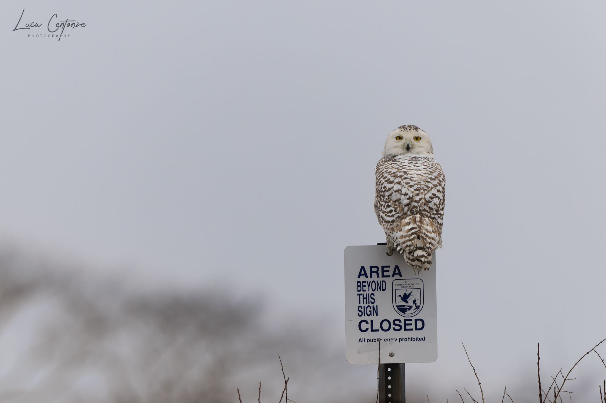 Snowy Owl (Bubo scandiacus)
