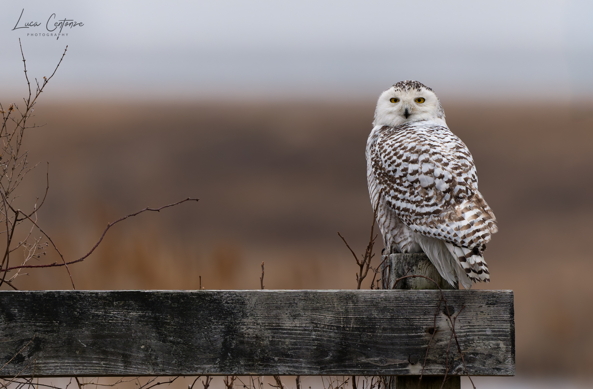 Snowy Owl (Bubo scandiacus)