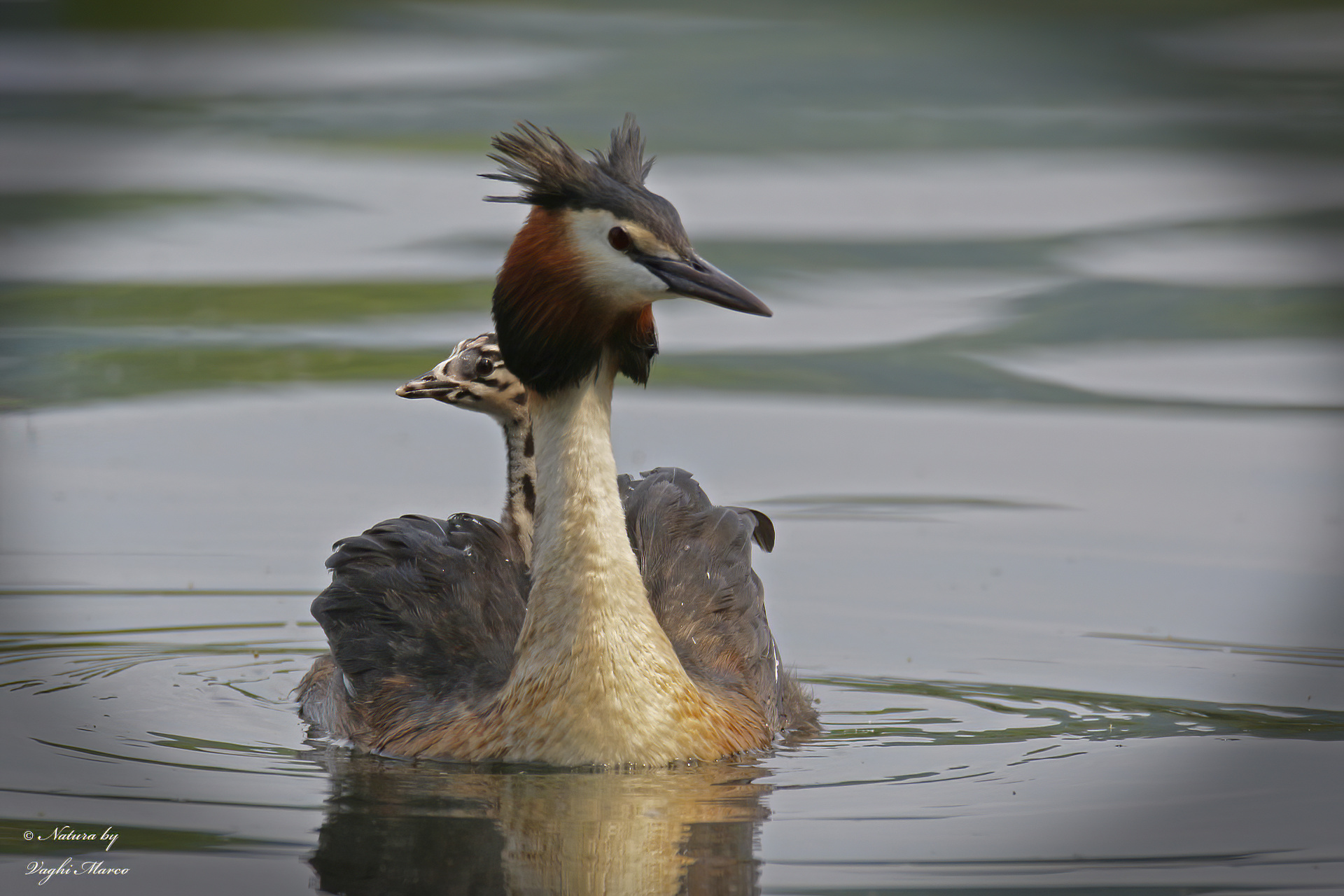 Great Crested Grebe - Podiceps cristatus