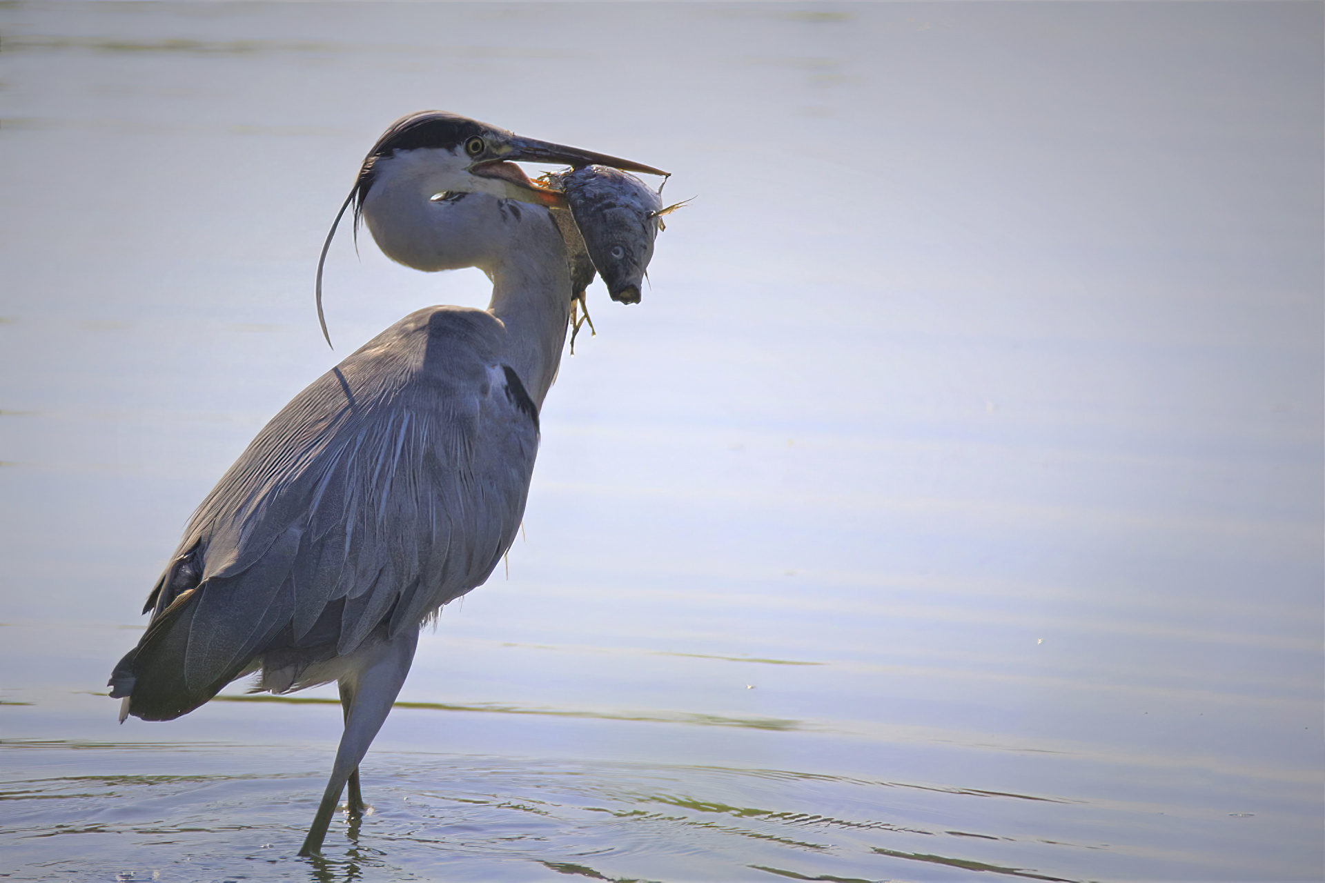 Grey Heron Ardea cinerea feeding