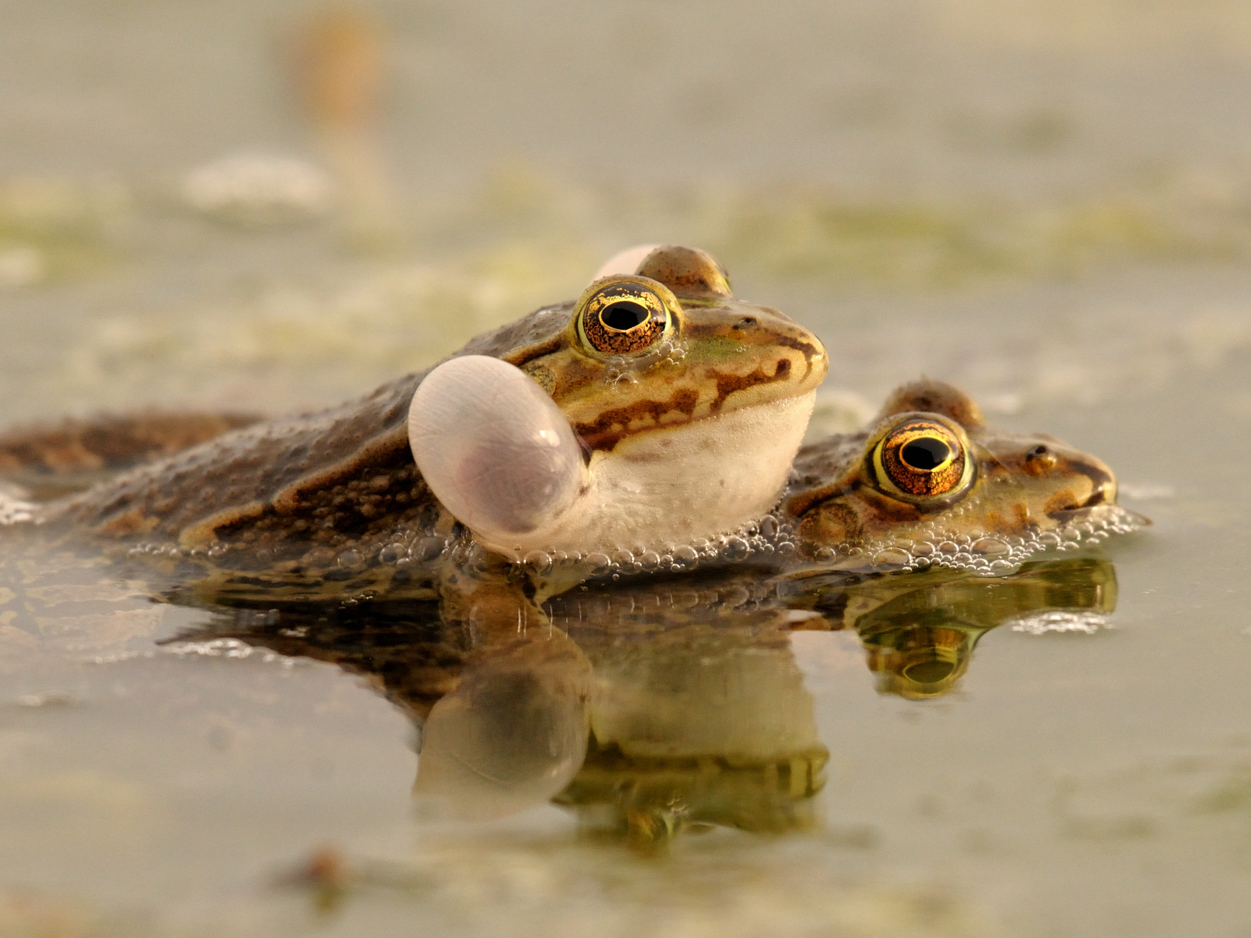 amphibious intercourse