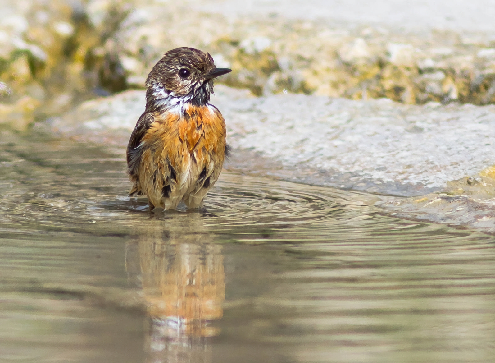 Il bagnetto del saltimpalo