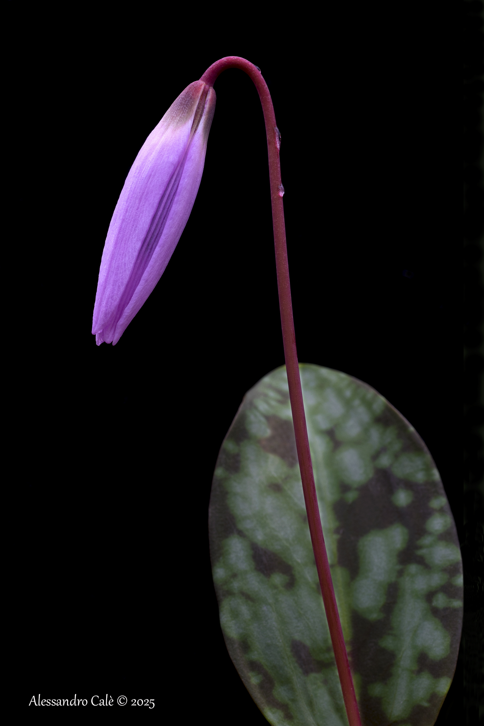 Erythronium dens-canis (Dente di cane) 0566