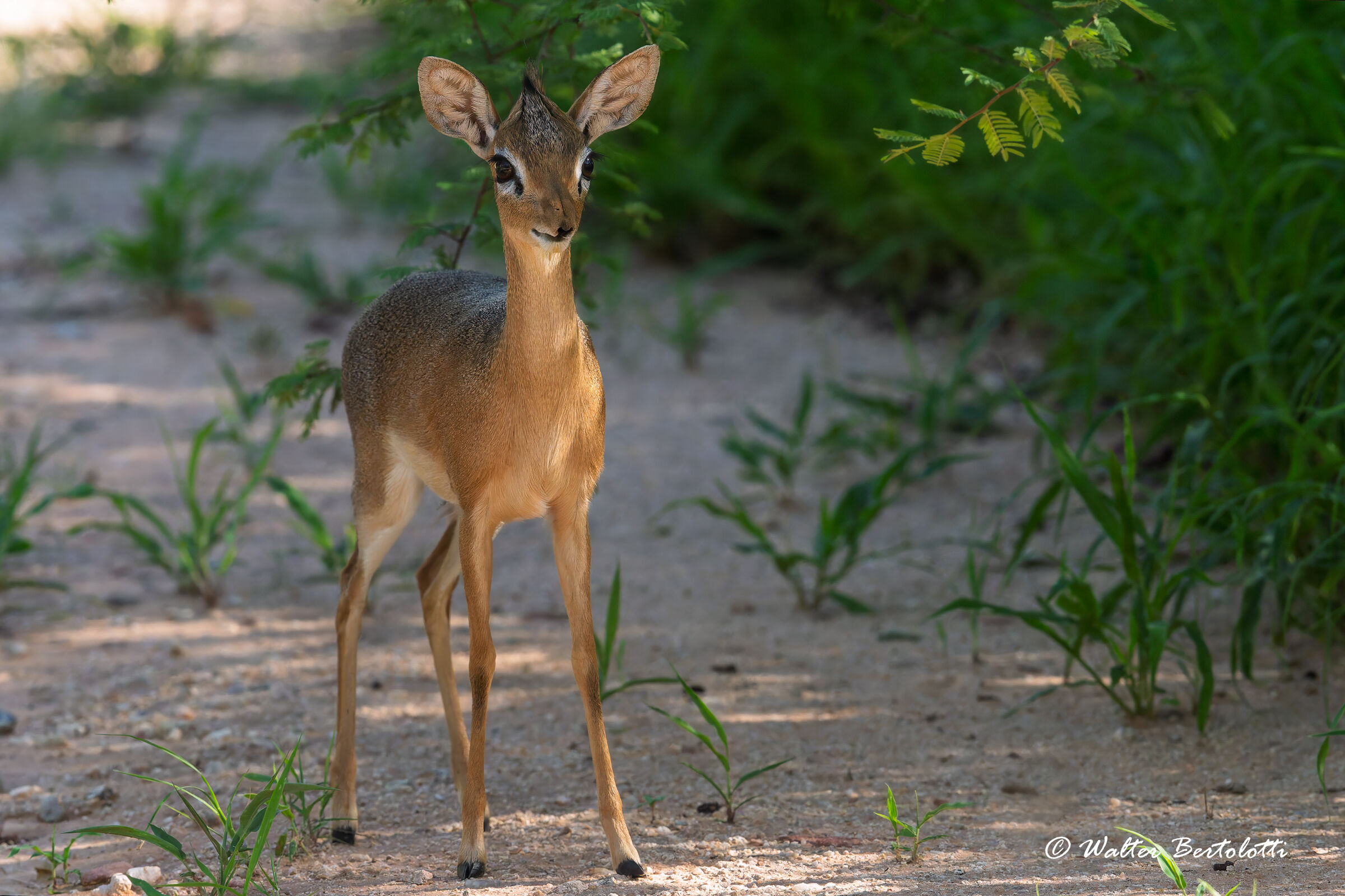 dik-dik