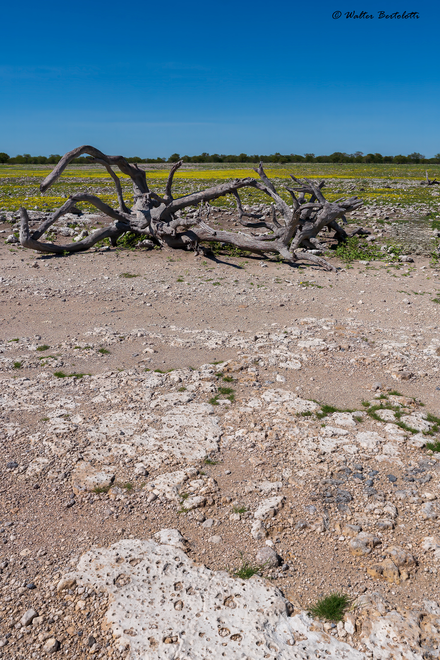 etosha